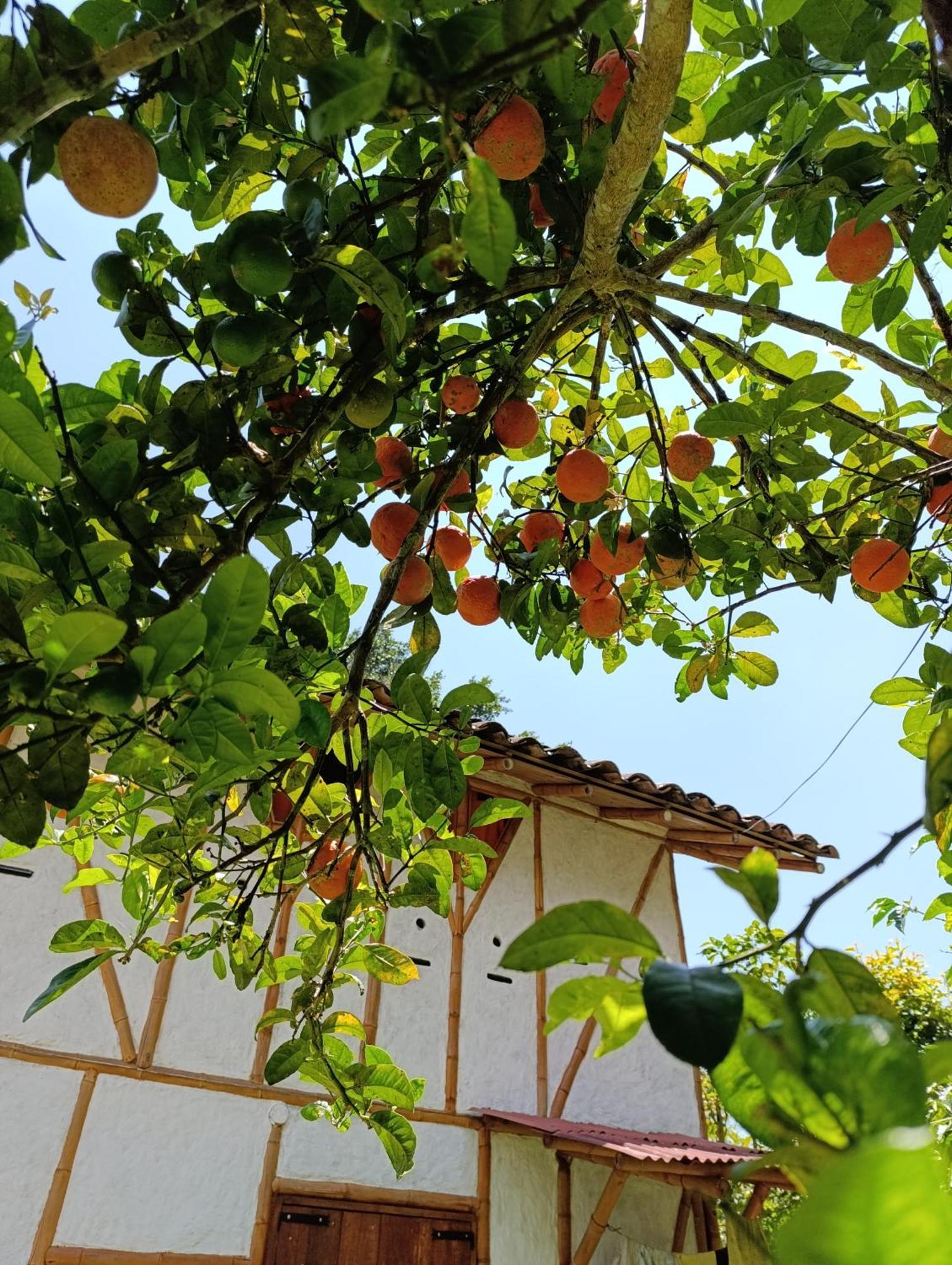 Casa Entera Finca Cometa San Agustín Exteriör bild